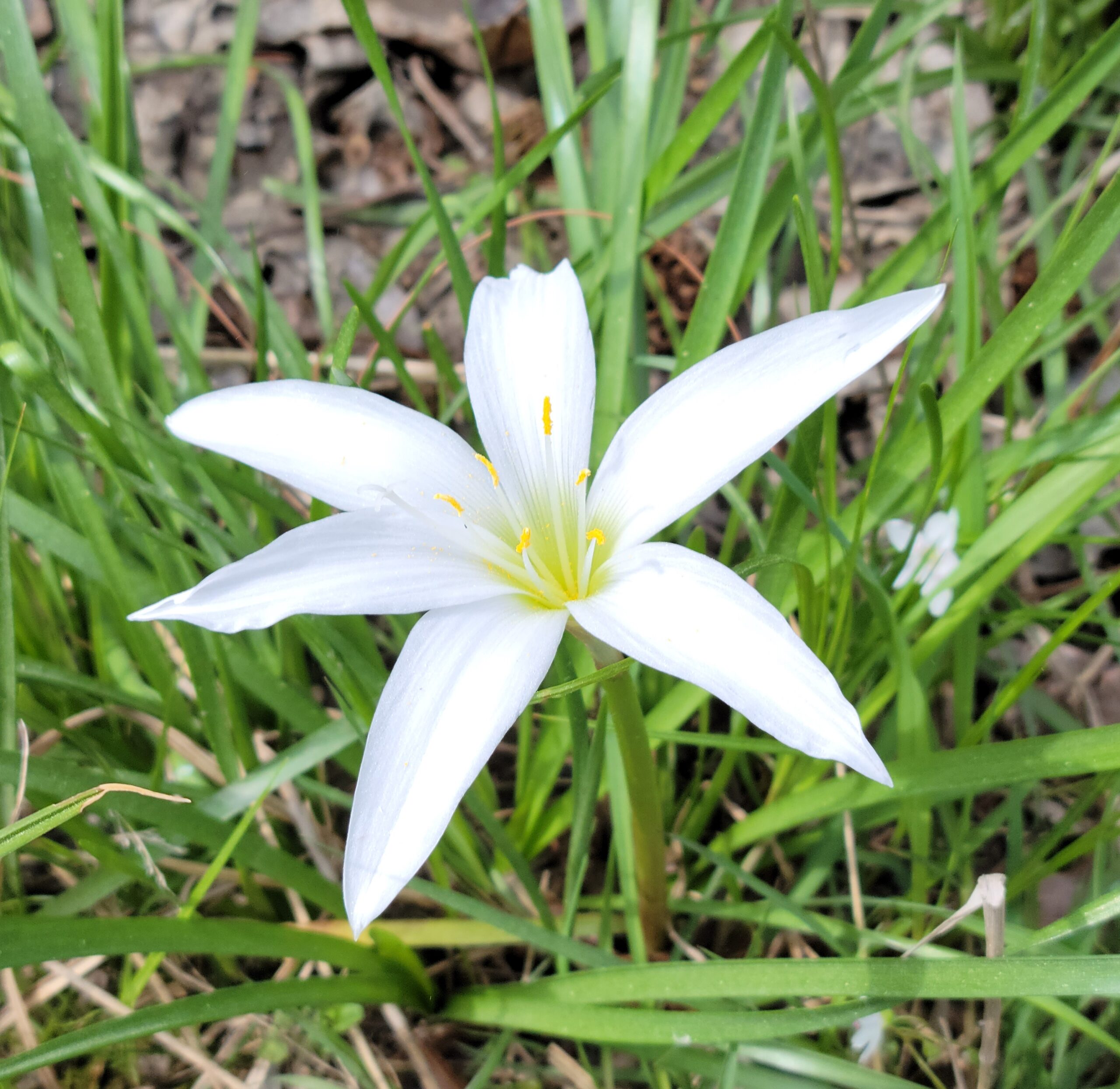 Atamasco Lily blooming