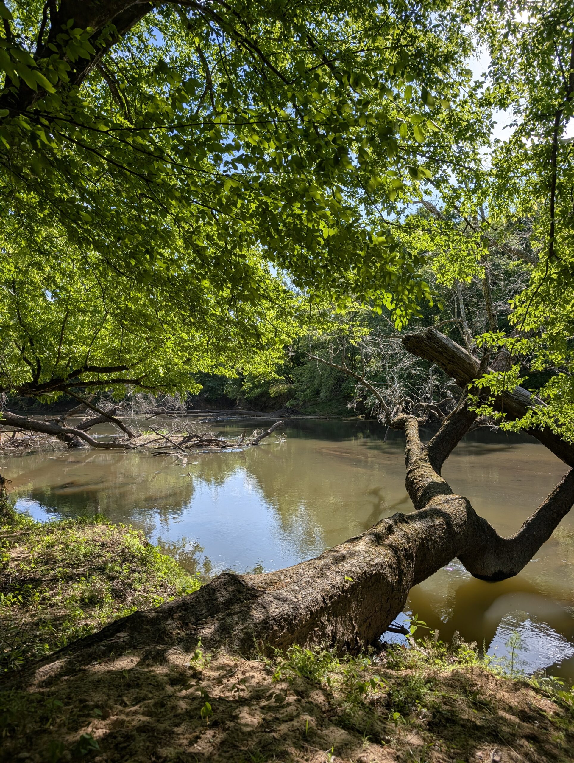 Natural Resource Consultants Title block text situated over a view of the Neuse River with woody debris lines and trees.
