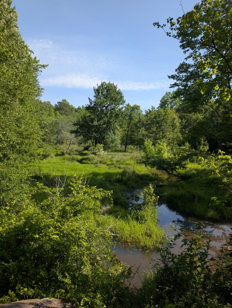 View of wetland with lush vegetation