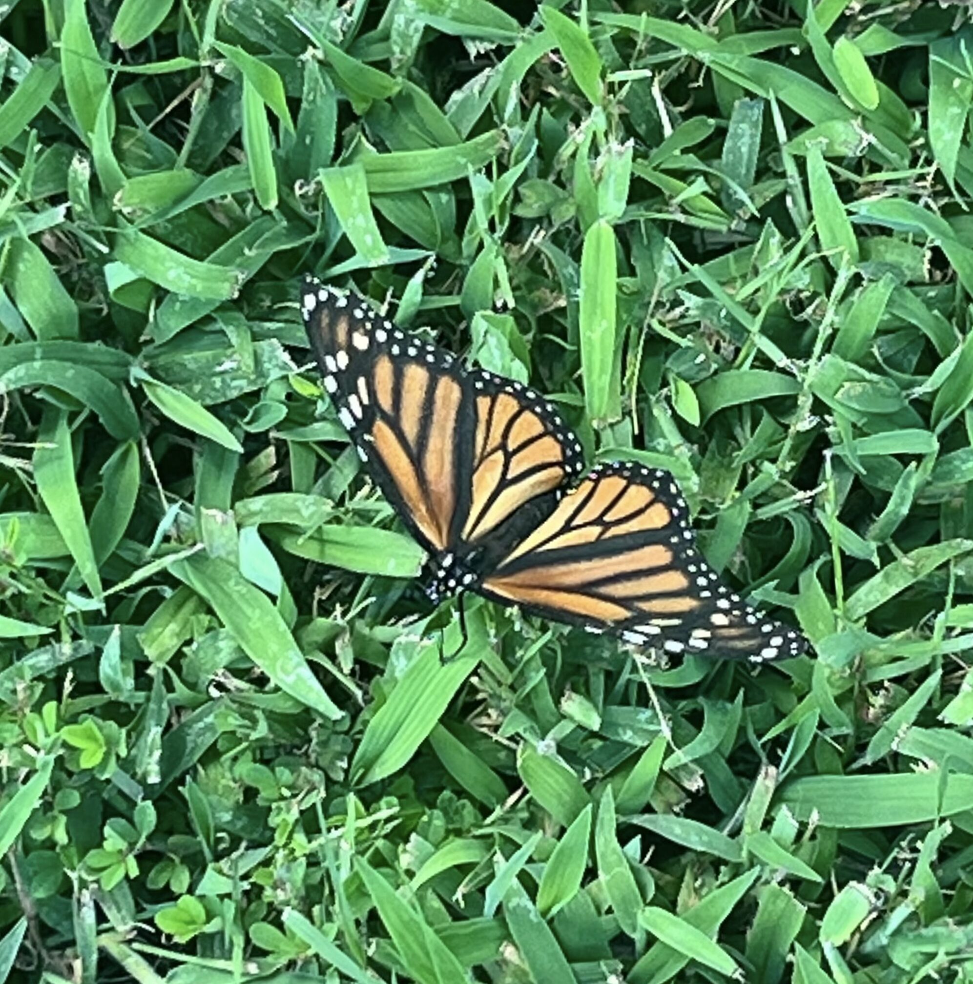 Monarch Butterfly resting on grass