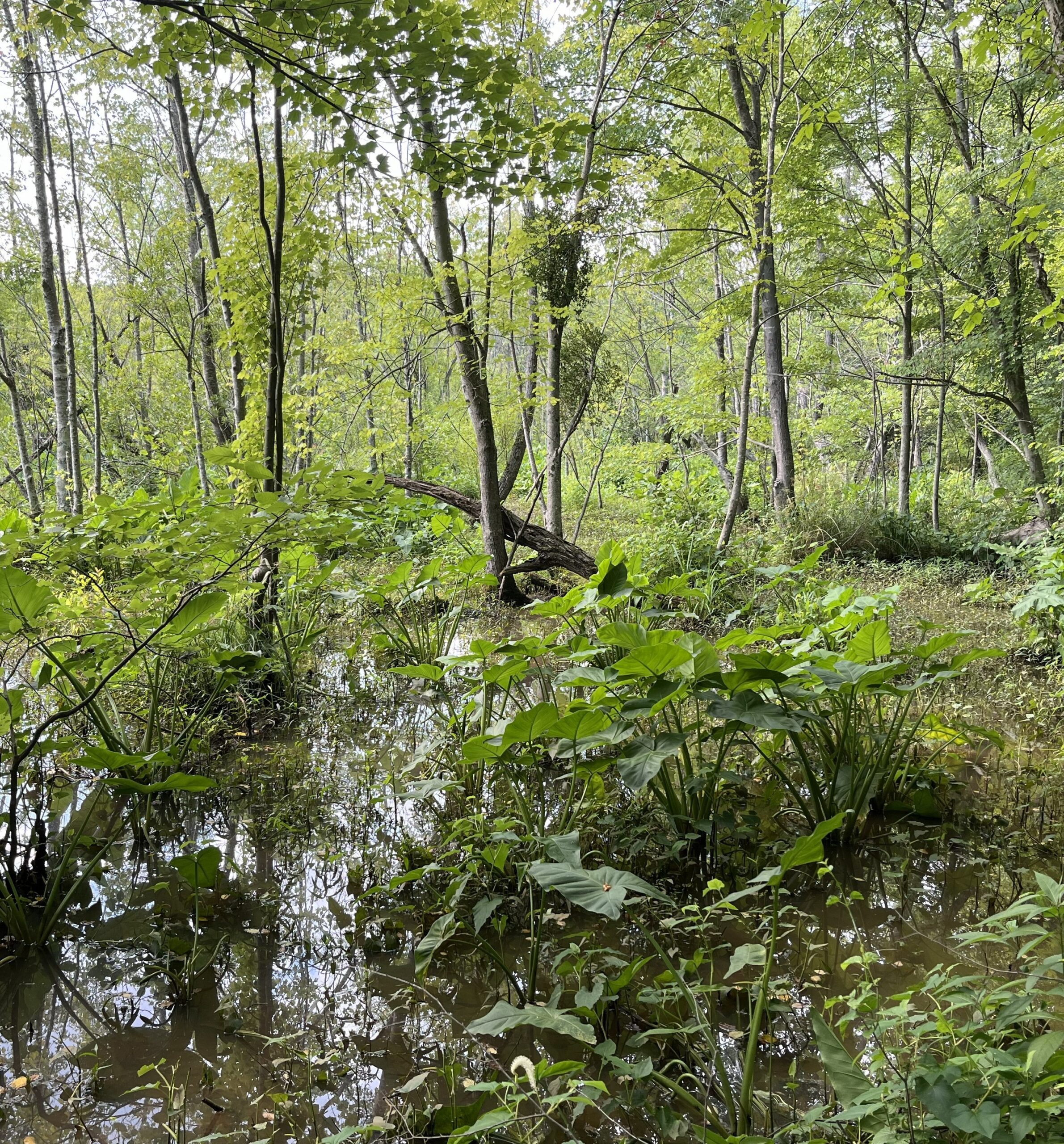 Lush wetland with Arum in view